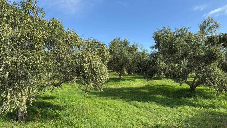 May include: An orchard of olive trees with dense, silvery-green foliage and textured trunks, set against a bright blue sky. The trees are spaced across a field covered in vibrant green grass, with sunlight casting soft shadows on the ground.