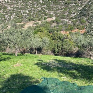 May include: A landscape view featuring a green mesh harvesting net spread across a grassy field in the foreground, with olive trees and a rocky, shrub-covered hillside rising toward a clear blue sky in the background.