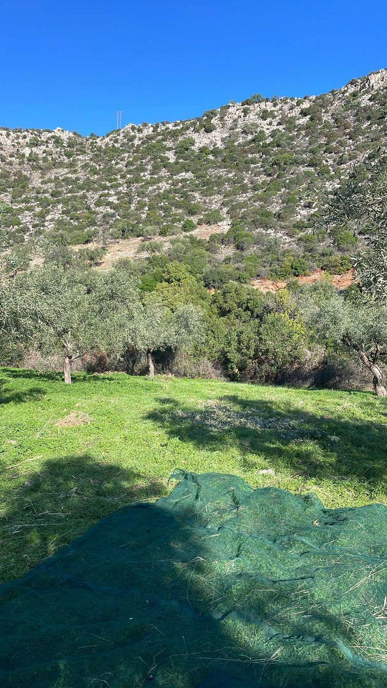 May include: A landscape view featuring a green mesh harvesting net spread across a grassy field in the foreground, with olive trees and a rocky, shrub-covered hillside rising toward a clear blue sky in the background.