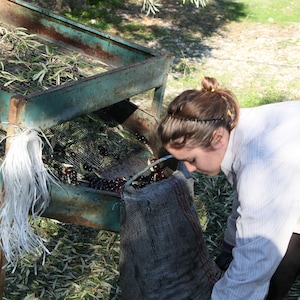 May include: A weathered teal metal sorting frame with a wire mesh screen used for processing olives. The frame features a collection of dark olives and green leaves, with a white plastic tassel attached to the side and a dark mesh bag below.