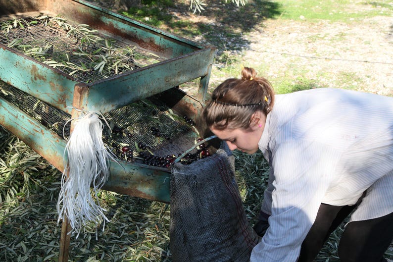May include: A weathered teal metal sorting frame with a wire mesh screen used for processing olives. The frame features a collection of dark olives and green leaves, with a white plastic tassel attached to the side and a dark mesh bag below.