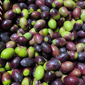 May include: A large collection of fresh olives in various stages of ripeness, displaying a mix of vibrant green and deep purple to dark black skin tones. The oval-shaped fruits are packed closely together, showing smooth, firm, and glossy surfaces.