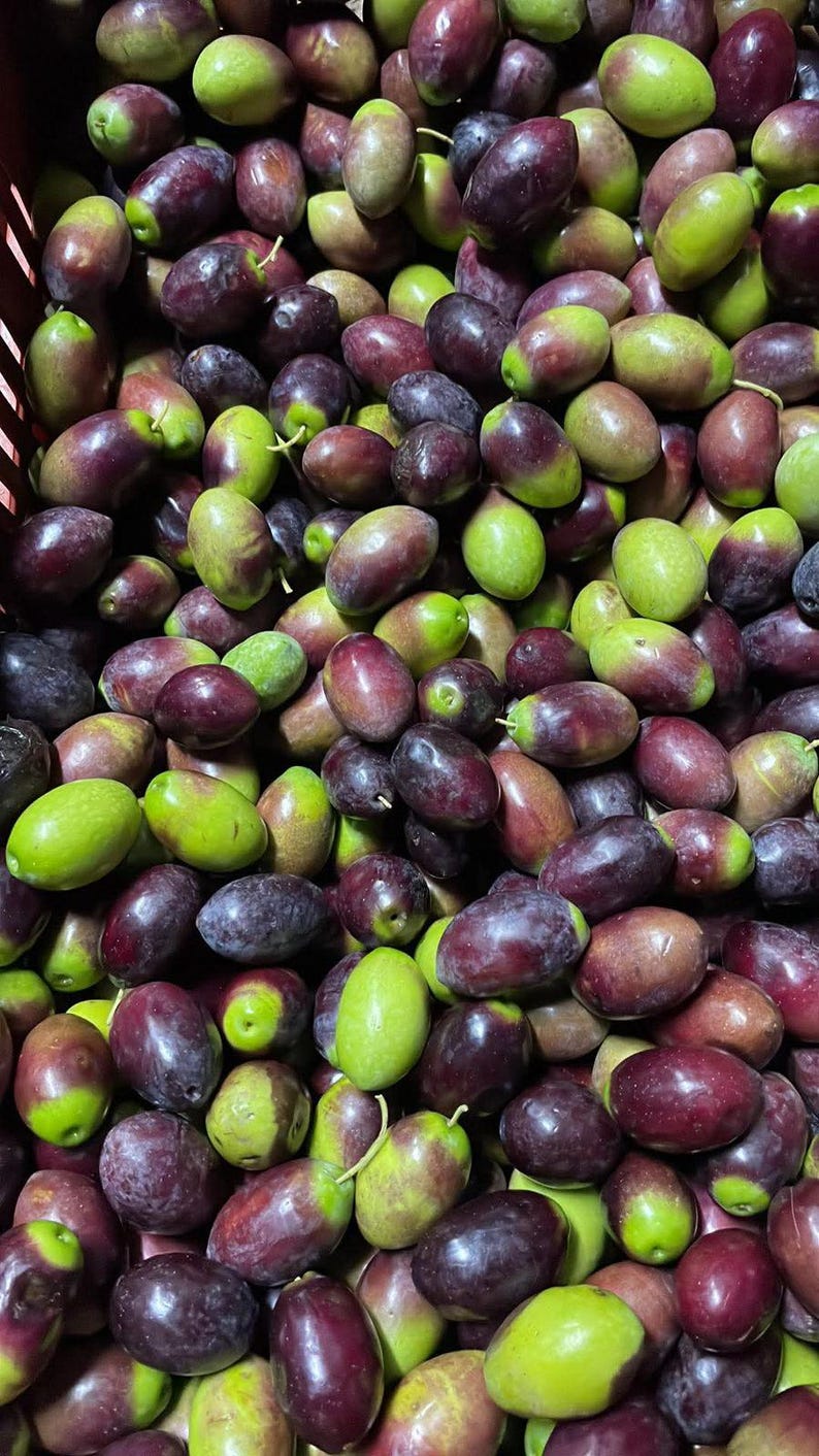 May include: A large collection of fresh olives in various stages of ripeness, displaying a mix of vibrant green and deep purple to dark black skin tones. The oval-shaped fruits are packed closely together, showing smooth, firm, and glossy surfaces.