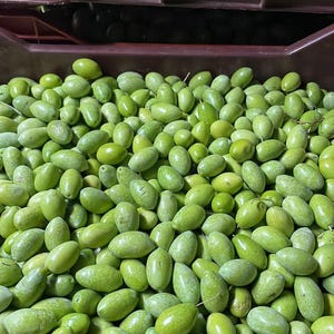 May include: A large quantity of fresh, raw green olives packed tightly into a dark brown plastic crate. The olives are oval-shaped, varying in shades of light to medium green, with some showing subtle surface textures and small natural markings.