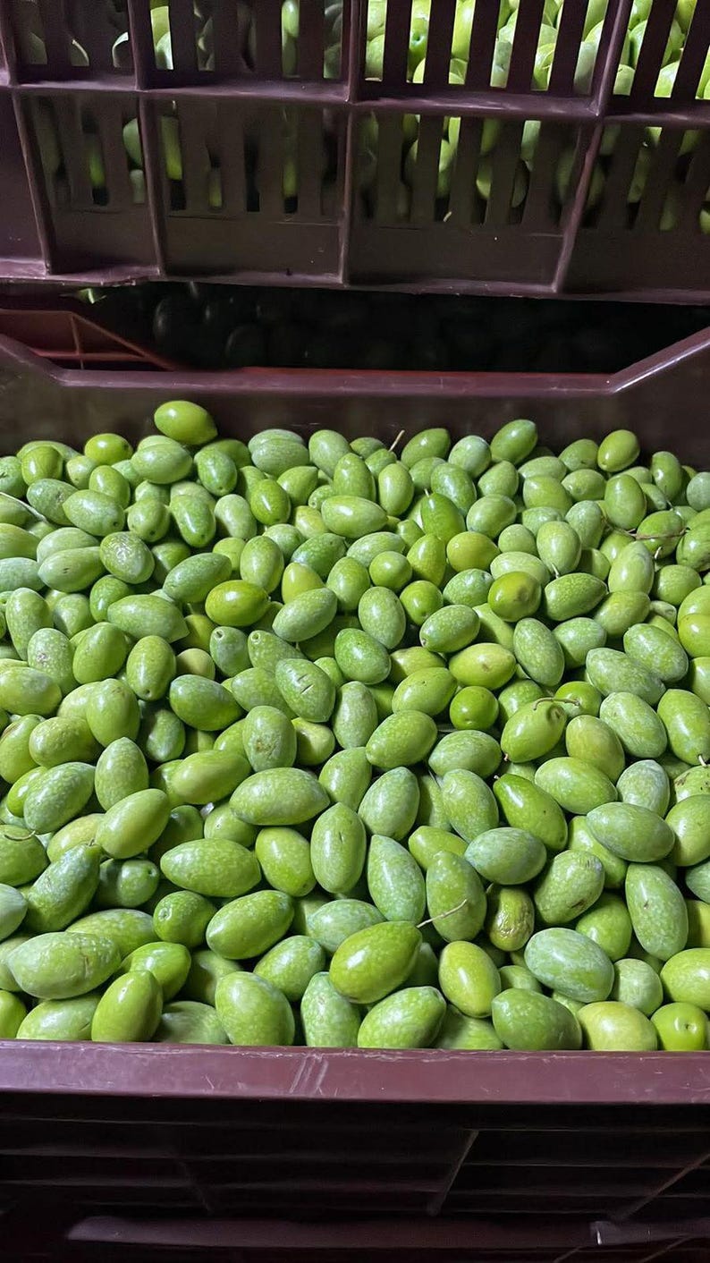 May include: A large quantity of fresh, raw green olives packed tightly into a dark brown plastic crate. The olives are oval-shaped, varying in shades of light to medium green, with some showing subtle surface textures and small natural markings.
