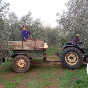 May include: A blue tractor pulling a green metal trailer with wooden side panels through an olive grove. One person stands inside the trailer while another person operates the tractor. The scene is set outdoors among rows of olive trees.
