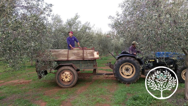 May include: A blue tractor pulling a green metal trailer with wooden side panels through an olive grove. One person stands inside the trailer while another person operates the tractor. The scene is set outdoors among rows of olive trees.