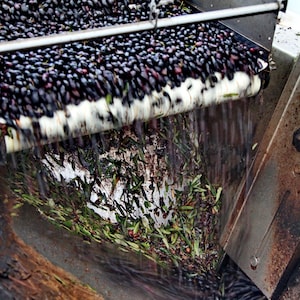 May include: An industrial machine processing dark purple olives on a conveyor belt. The olives move along a white belt while water cascades down, separating debris like green leaves and small twigs into a collection area below the main mechanism.