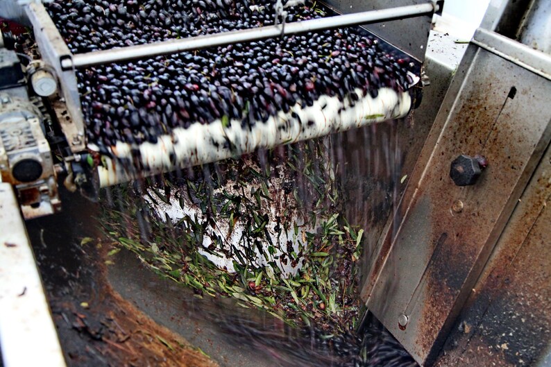 May include: An industrial machine processing dark purple olives on a conveyor belt. The olives move along a white belt while water cascades down, separating debris like green leaves and small twigs into a collection area below the main mechanism.