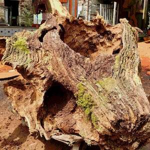 May include: A large, weathered tree trunk with a hollowed-out centre. The wood is a rich brown colour with patches of green moss growing on it. The trunk is lying on the ground, and the bark is rough and textured.