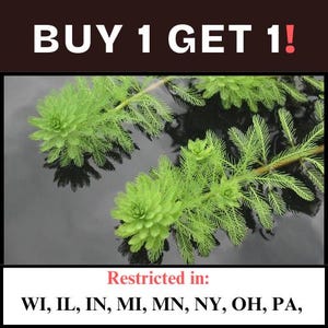 BUY 1 GET 1 FREE Parrot Feather (Myriophyllum aquaticum) - Easy Live Aquarium Pond Aquatic Plant