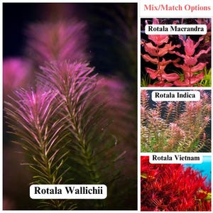 Mix/Match BUY 2 GET 2 FREE Rotala Wallichii - Easy Live Aquarium Pond Aquatic Plant