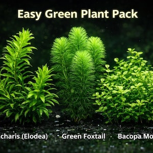 May include: An image of three vibrant green aquatic plants: Anacharis (Elodea), Green Foxtail, and Bacopa Monnieri. The plants are arranged against a dark background, with the text "Easy Green Plant Pack" at the top. The plants are suitable for an aquarium.