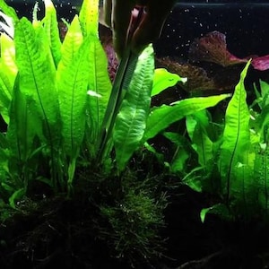 May include: Bright green aquatic plants with long, pointed leaves are featured in this image. The plants are in an aquarium setting, with a dark background. The leaves have a textured appearance, and the overall scene is lush and vibrant.