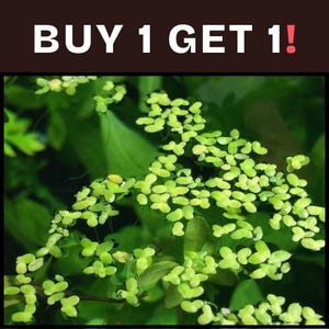 BUY 1 GET 1 FREE Duckweed - Easy Live Aquarium Pond Aquatic Plant
