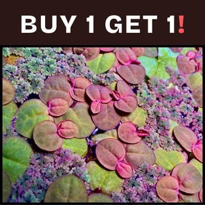 May include: Close-up of aquatic plants with green, brown, and pink leaves. The image features the text "BUY 1 GET 1!" in white letters against a dark brown background.