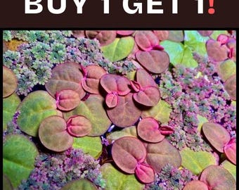 BUY 1 GET 1 FREE Red Root Floater (Phyllanthus Fluitans) - Easy Live Aquarium Pond Aquatic Plant