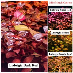 Mix/Match BUY 2 GET 2 FREE Ludwigia &#39;Dark Red&#39;-Easy Live Aquarium Pond Aquatic Plant