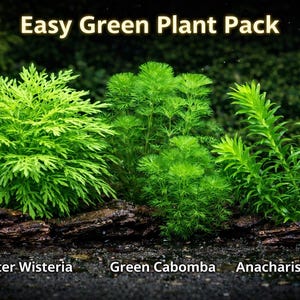 May include: An image of an Easy Green Plant Pack, featuring three types of aquatic plants: Water Wisteria, Green Cabomba, and Anacharis (Elodea). The plants are vibrant green and arranged on a dark, textured surface, with the text "Easy Green Plant Pack" at the top.