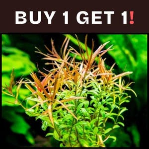 May include: A close-up of aquatic plants with green and orange leaves. The text "BUY 1 GET 1!" is displayed in white letters on a dark brown background.