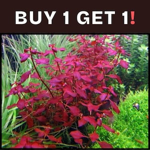 Red Devil Plant - Etsy