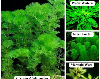 Mix/Match BUY 1 GET 2 FREE Green Cabomba - Easy Live Aquarium Pond Aquatic Plant