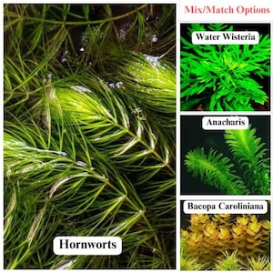 Mix/Match BUY 2 GET 2 FREE Hornworts - Easy Live Aquarium Pond Aquatic Plant