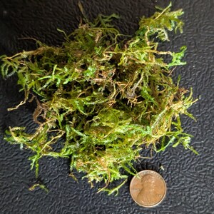 May include: A pile of fresh green moss with a penny for scale. The moss is a vibrant green color with some brown patches, and it has a delicate, textured appearance. The penny is a copper color and shows the profile of Abraham Lincoln.