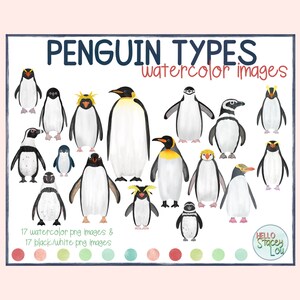 Clipart de acuarela de tipos de pingüinos