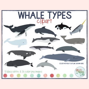 Tipi di balene Clipart