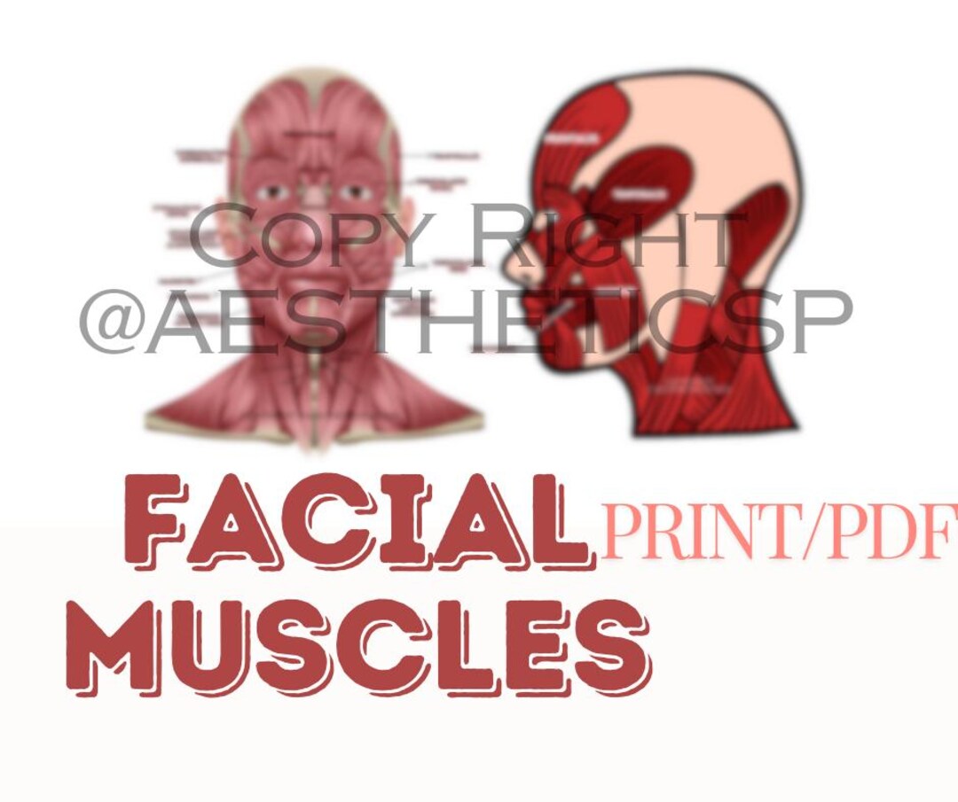 Facial Muscles Pdf for Injectors, Nurses, Doctors, Aesthetic Injectors ...