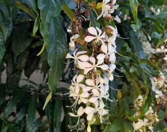 Clerodendrum wallichii - Bridal Veil (small starter plant)