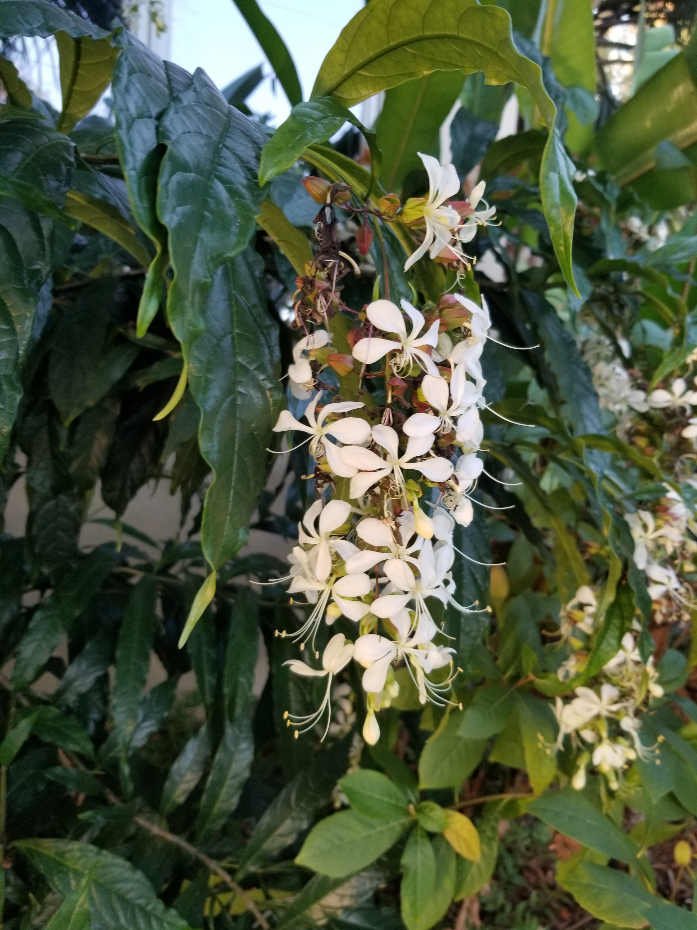 Clerodendrum Wallichii Bridal Veil ORGANIC Etsy