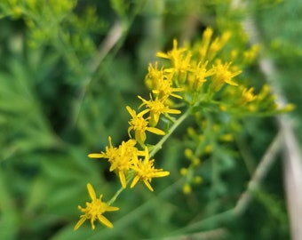 Solidago odora - Anise-scented goldenrod ORGANIC