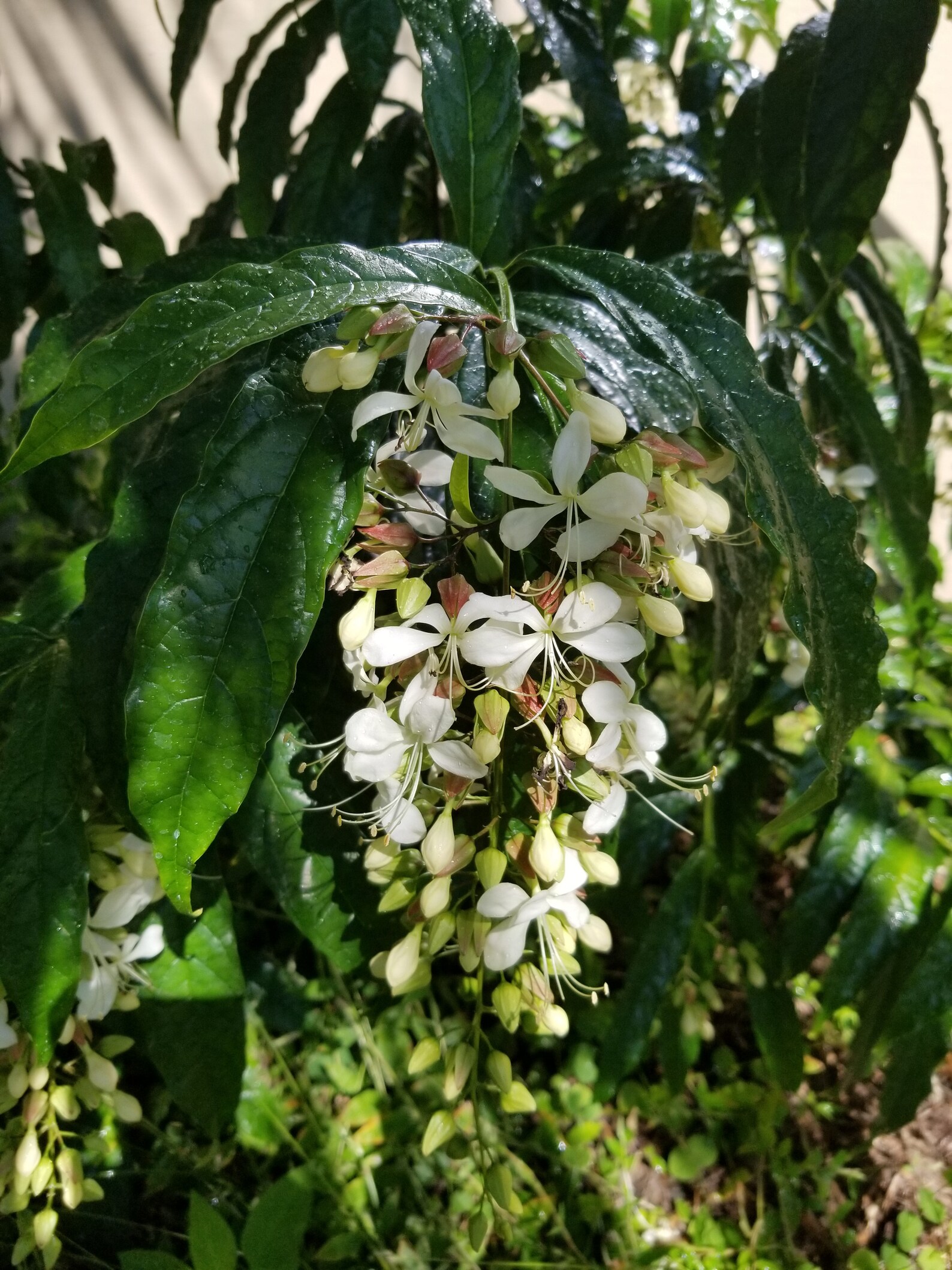 Clerodendrum Wallichii Bridal Veil ORGANIC Etsy