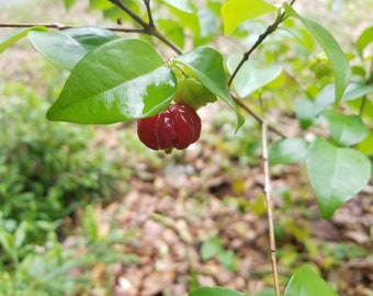 Eugenia uniflora (dark/black seedling) - Black Suriname cherry/Pitanga ORGANIC