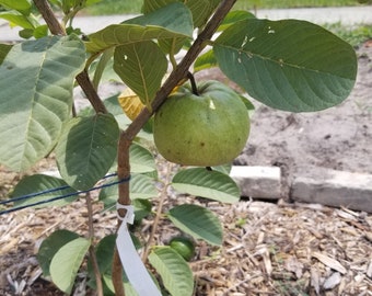 Thai White Guava seedling - Psidium guajava ORGANIC