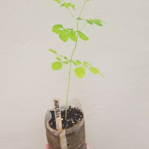 Moringa oleifera Drumstick Tree ORGANIC image 1