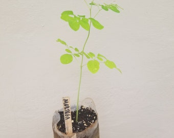 Moringa oleifera - Drumstick Tree ORGANIC