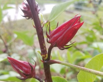 Hibiscus sabdariffa - Roselle, Jamaican Sorrel ORGANIC