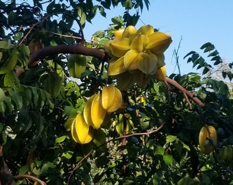 Averrhoa carambola - Starfruit seedling ORGANIC