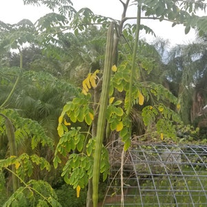 Moringa oleifera Drumstick Tree ORGANIC image 4