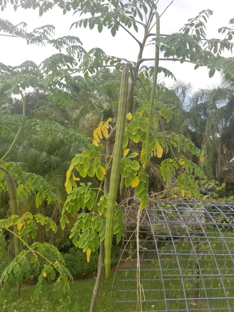 Moringa oleifera Drumstick Tree ORGANIC image 4