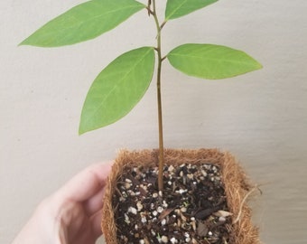 Cherimoya seedling - Annona cherimola ORGANIC