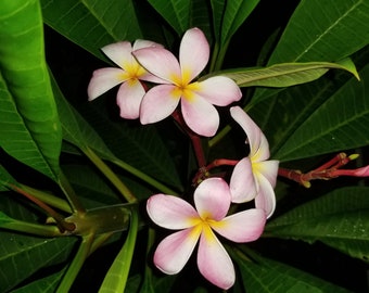 Plumeria 'Cancun Pink' seedling ORGANIC