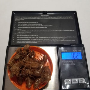 1 Gram of bulk Natural Cicada Shells from the 2024 Brood Emergence