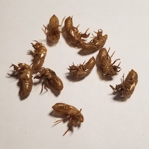 Handpicked Cicada Shells from the 2024 Brood Emergence