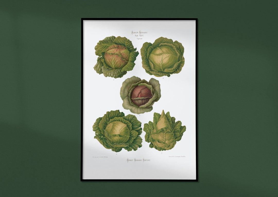 Grünkohl Vintage Poster Druck, Tolles Geschenk für Gärtner, Botanik