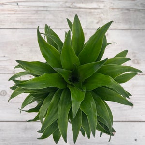 6&quot; Dracaena JCC