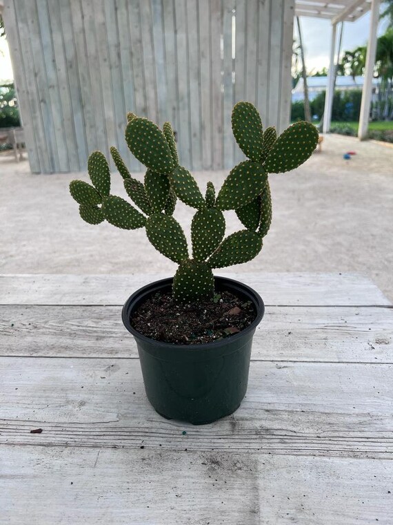 Opuntia microdasys 'Golden Bunny Ears' 6 Inch